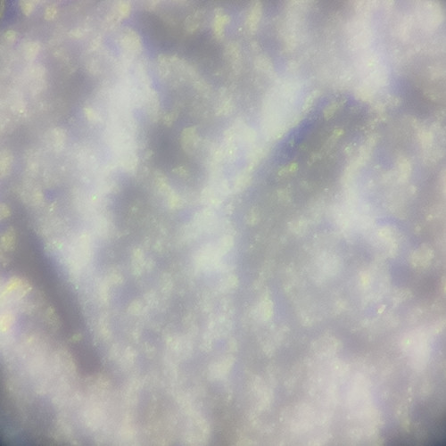 Kétamine non cuisinée travaillée avec le dos d'une cuillère en métal