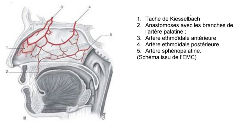 Schéma anatomique Vascularisation du nez