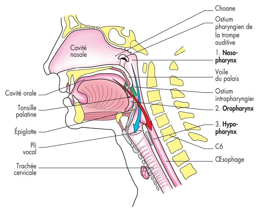 Schéma anatomique les 3 étages du pharinx