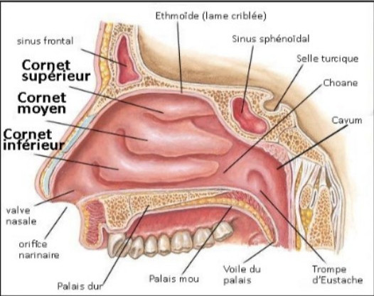 Schéma anatomique paroi latérale de la fausse nasale